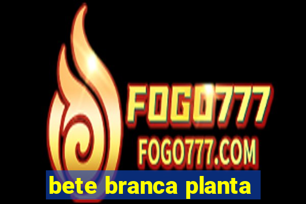 bete branca planta